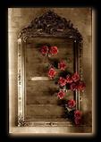 stolen roses