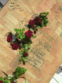 broken roses